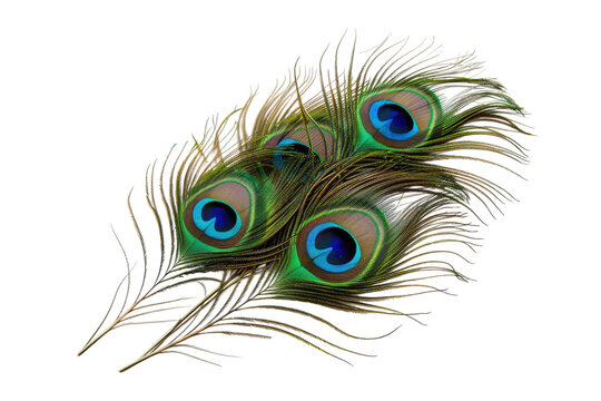 Peacock Feather Fan Isolated on Transparent Background