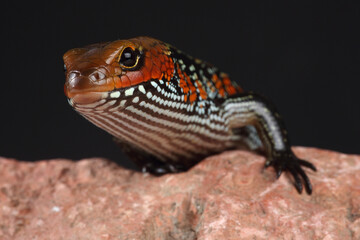 Portrait of a Fire Skink against a black background
