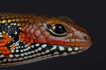 Portrait of a Fire Skink against a black background
