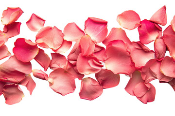 Rose Petals Isolated on Transparent Background