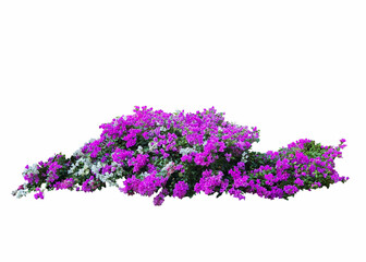 Large flowering spreading shrub of pink and white Bougainvillea (paper flower) tropical flower...