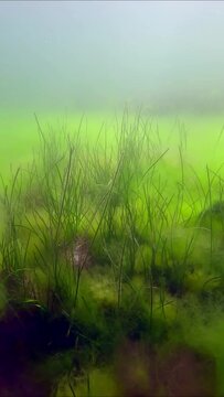 Vertical video, Dense thickets of fluffy green and red algae with sea grass, slow motion. Green algae (Cladophora sp), Red Hornweed (Ceramium virgatum) and Dwarf Eelgrass (Zostera noltii)