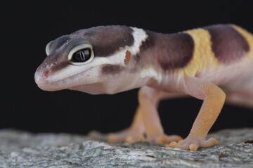 Portrait of a Leopard Gecko on a rock
