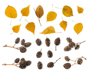 Naklejka premium Alder Cones Isolated