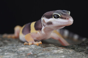 Portrait of a Leopard Gecko on a rock
