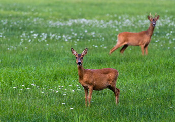 Obraz premium deer in the grass