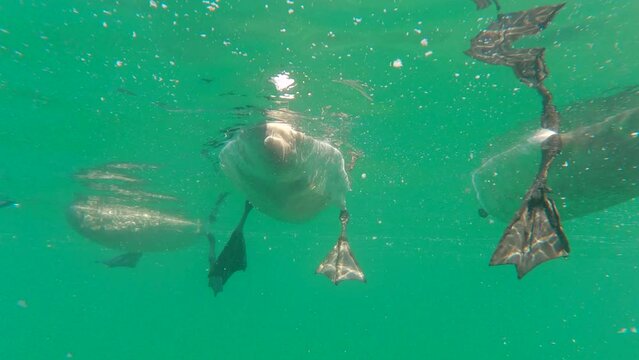 Underwater view on group of white swans swimming on water surface and eating bread, Slow motion. Waterfowls swims in sea on surface, close-up of legs and beaks underwater