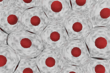 複数の動物細胞のイメージ