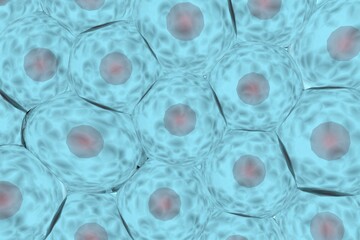 複数の動物細胞のイメージ