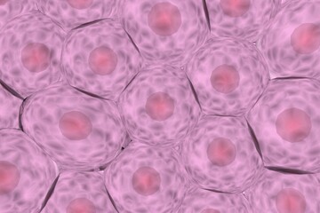 複数の動物細胞のイメージ