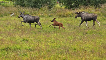 Naklejka na ściany i meble Elk family on a meadow in Norway, Europe 