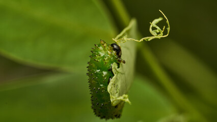 Details of a green caterpillar on a leaf (Adurgoa gonagra)