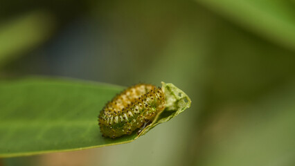 Details of a green caterpillar on a leaf (Adurgoa gonagra)