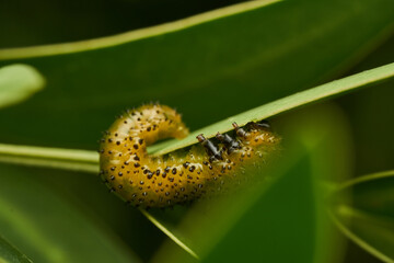 Details of a green caterpillar on a leaf (Adurgoa gonagra)