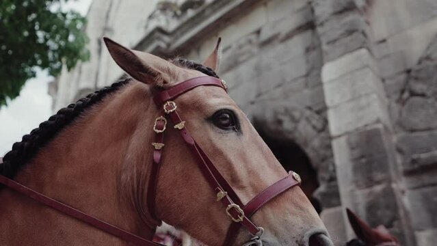 Horse Ready for Show, 4k shot
