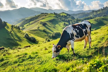 Foto op Plexiglas Cows graze on a slope in a mountainous area on a sunny day © Oleh