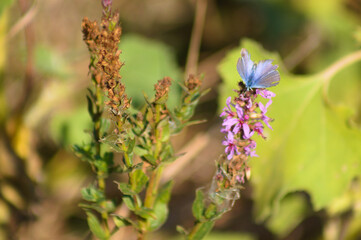 Closeup of common blue butterfly on a flower with selective focus on foreground