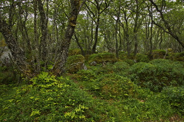 Forest on the hiking track from Petter Dass Museum to Kongshaugen in Norway, Europe 

