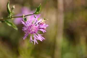Closeup of brown knapweed flower with blurred plants on background