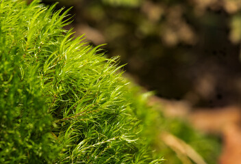 Broom Forkmoss, Windswept broom moss growing on the side of a river on rocks. Woodland floor.