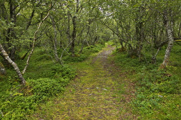 Fototapeta na wymiar Hiking track from Petter Dass Museum to Kongshaugen in Norway, Europe 