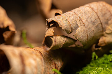Dead leaves on the forest floor. Autumn close up, macro with leaves, moss on the riverbank, woodland nature scene