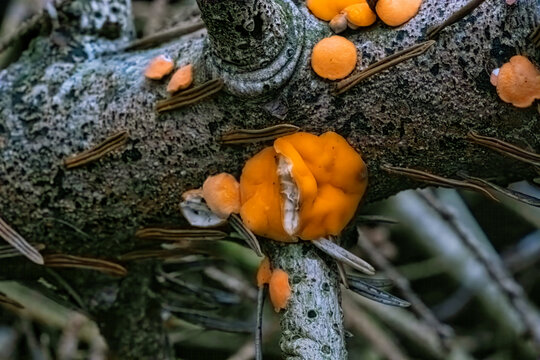Pyronemataceae Fungu growing on dead pine tree branches in the forest. Bright orange fungi.