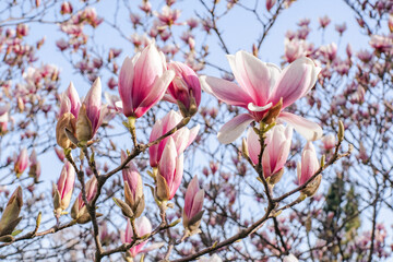 Blooming magnolia flowers on a tree against a clear blue sky.