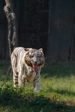 White Tiger Smiling and Laughing In a Zoo