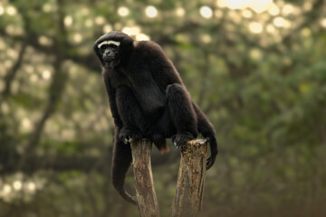 Western hoolock gibbon sitting on the wooden block and staring visitors inside a zoo