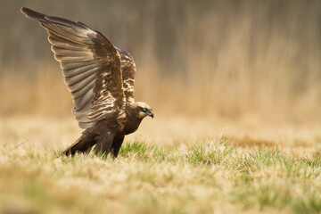 Birds of prey - Marsh Harrier Circus aeruginosus hunting time bird landing spring time - obrazy, fototapety, plakaty