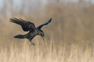 Bird beautiful flying raven Corvus corax North Poland Europe