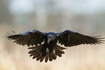 Bird beautiful flying raven Corvus corax North Poland Europe