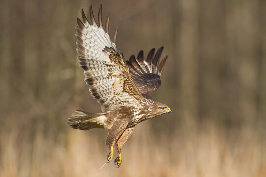 Common buzzard Buteo buteo in flying, fighting buzzards in natural habitat, hawk bird on the ground, predatory bird close up hunting time winter frosty day with snow