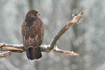 Common buzzard Buteo buteo in flying, fighting buzzards in natural habitat, hawk bird on the ground, predatory bird close up hunting time winter frosty day with snow