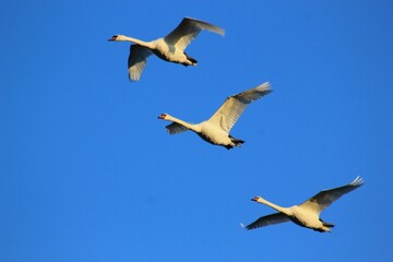 swan flying in the sky