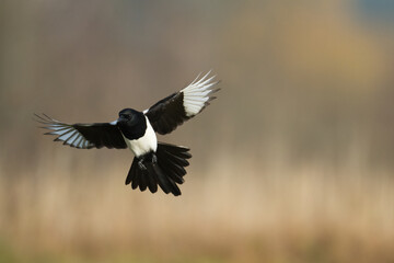 bird Eurasian Magpie or Common Magpie or Pica pica is sitting on the branch with colorful background, winter time	
