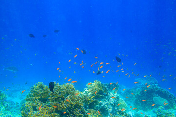 Different tropical fish at coral reef in the Red sea in Ras Mohammed national park, Sinai peninsula in Egypt