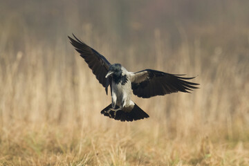 Bird - Hooded crow Corvus cornix in amazing warm background Poland Europe