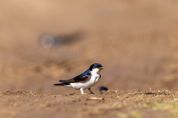 House Martin on the ground