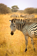 zebra in the savannah