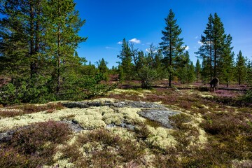 Landschaft in Norwegen - 729998176