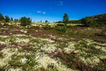Landschaft in Norwegen - 729998959