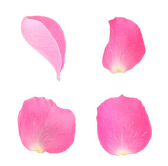 Pink rose petals isolated on white, set