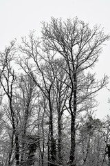 Fototapeta na wymiar Austria, Winter, Forest