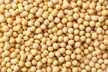 白背景に大豆