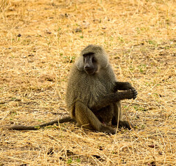 baboon sitting on the ground