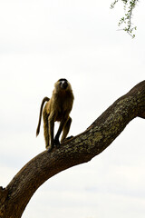 baboon sitting on a tree