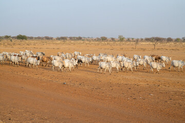 Un troupeau de zébu dans la savane du Sahel en Afrique