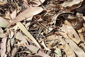 dry eucalyptus leaves lying on australian ground